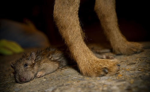 G1 - Grupo usa cães para caçar ratos gigantes na cidade de Nova York -  notícias em Planeta Bizarro