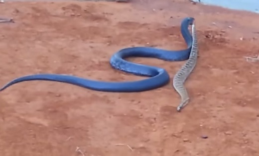 Vídeo flagra serpente azul devorando cascavel venenosa - Mega Curioso