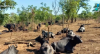 Defensores dos animais lutam para salvar búfalos que foram abandonados