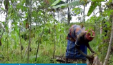 Agricultores investem em culturas resistentes contra as mudanas climticas