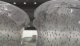 RJ, DF e outros estados enfrentam epidemia de dengue