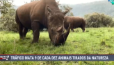 Trfico mata 9 de cada dez animais tirados da natureza