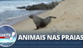 Animais selvagens viram atrao em algumas praias do Brasil