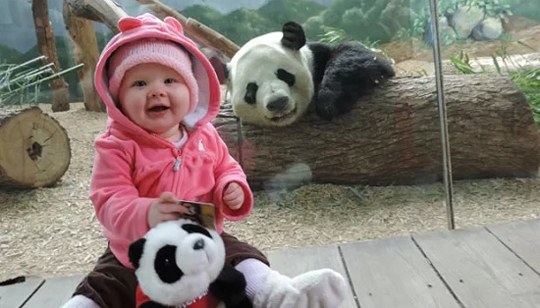 Panda vira hit ao sorrir em foto com bebê
