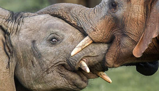 Elefantes trocam carinhos em reserva na África do Sul