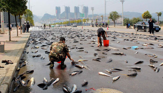 Rua na China fica tomada por peixes após porta de caminhão abrir