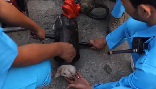 Cão é resgatado após ficar entalado em cano na Tailândia