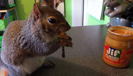 Esquilo 'educado' usa garfo para comer manteiga de amendoim