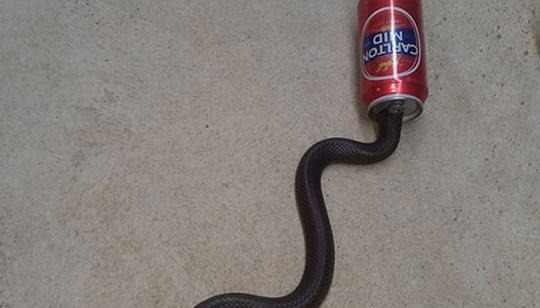 Cobra venenosa é achada com a cabeça entalada em lata de cerveja