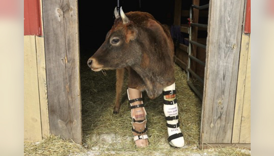 Vaca com lesão nos joelhos dá primeiros passos com prótese