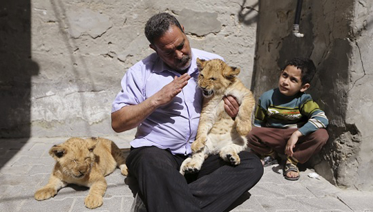 Palestino cria filhotes de leão como animais de estimação