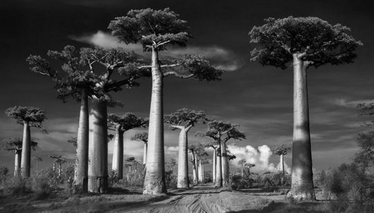 A fotógrafa Beth Moon revelou fotos que fez com algumas das árvores mais antigas do mundo