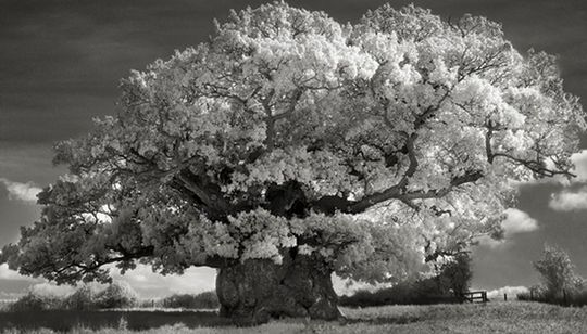 As estrelas são as chamadas árvores baobá. Também chamada de "árvore da vida", o baobá possui formas variadas, e são perfeitas para fotos