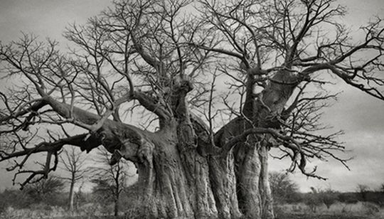 As fotografias fazem parte de um livro que Beth acabou de lançar, chamado "Árvores Antigas: Retratos do Tempo". E apesar de conter outras árvores, como sequoias, são os baobás que chamam a atenção