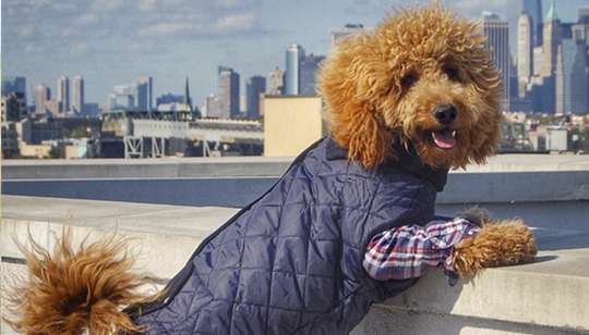 Gerado a partir do cruzamento de um Golden Retriever e um Poodle, Samson tem feito muito sucesso nas ruas de Nova York 