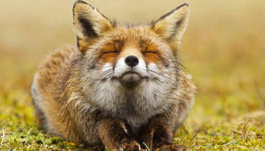 Roeselien Raimond é um fotógrafo holandês, apaixonado por raposas selvagens