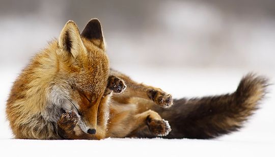 O profissional estuda sobre as raposas já há algum tempo e adora fotografá-las em seus momentos de 'calmaria'