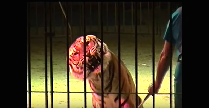 Descuido ou a lei animal. O que levou quatro tigres a matar o domador?