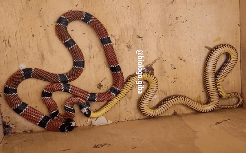 Divulgadores da Ciência: uma conversa sobre cobras - ((o))eco