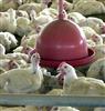 Países suspendem compras de carne de frango do Brasil