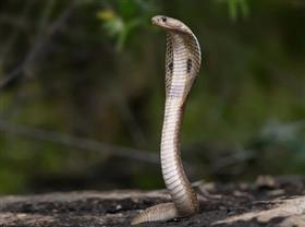 Menino de dois anos mata cobra com mordida na cabeça