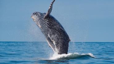 Pelo menos 400 baleias passaram pela raia da Semana Internacional de Vela de Ilhabela