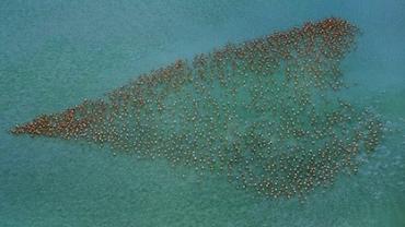 Fotógrafo flagra grupo de flamingos 'formando' um coração na água