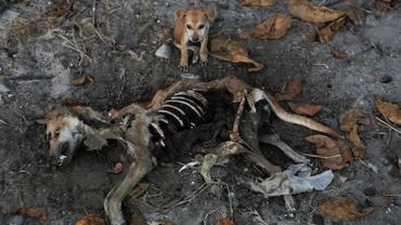 Cachorro fica ao lado do corpo da mãe em Mianmar