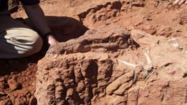 Pesquisadores descobrem fósseis de 90 milhões de anos em MG