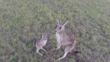 Canguru fica irritado e ataca drone 'espião' na Austrália
