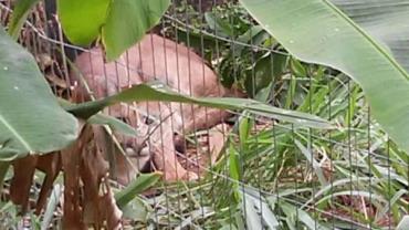 Onça parda é capturada em quintal de Marília