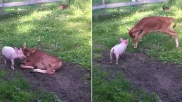 Vídeo mostra amizade inusitada entre porco e bezerro