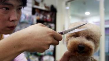 Pet shop cobra R$ 120 por corte para cães no estilo 'quadradão' em Taiwan