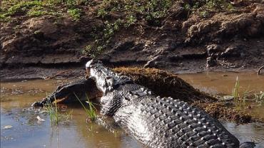 Crocodilo 'canibal' devora outro menor na Austrália