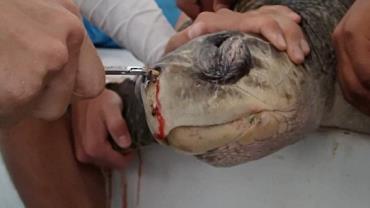 Em vídeo, pesquisadores removem canudo do nariz de uma tartaruga