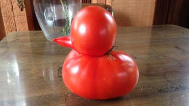 Americana colhe tomate em formato de pato nos EUA