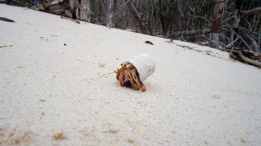 Foto mostra caranguejo que usa tampa de creme dental como casca