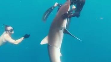 Mergulhadores fazem massagem em tubarão para retirar anzol