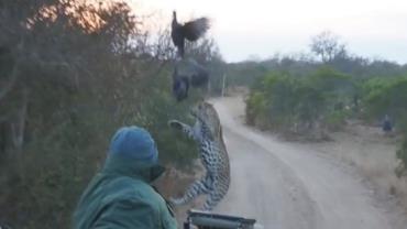 Em vídeo, leopardo salta para tentar capturar presa