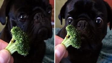 Cão 'vegetariano' devora brócolis e faz sucesso nas redes sociais