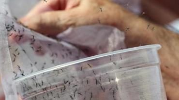 Anvisa registra teste que detecta zika, chikungunya e dengue de forma combinada