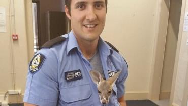 Filhote de canguru fica órfão após acidente e vira 'parceiro' de policial