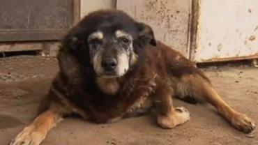 Cachorra 'mais velha do mundo' morre aos 30 anos na Austrália