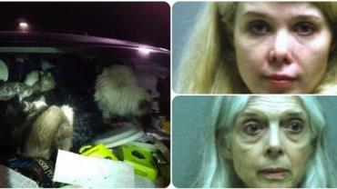 Polícia prende mãe e filha que viviam em van suja com 38 gatos e seus filhotes