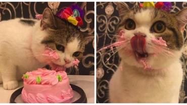Gato se diverte com bolo de aniversário e conquista a internet