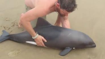 Homem ajuda golfinho preso na areia a voltar para o mar