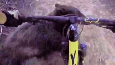 Ciclista atropela filhote de urso durante trilha na Califórnia