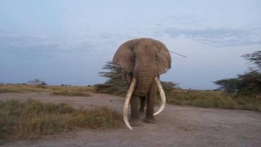 Elefante busca ajuda humana após ser atingido por lança