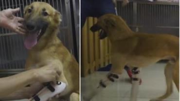 Cachorro que teve patas cortadas cruelmente fica feliz ao receber próteses