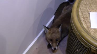 Filhote de raposa é resgatado após invadir casa